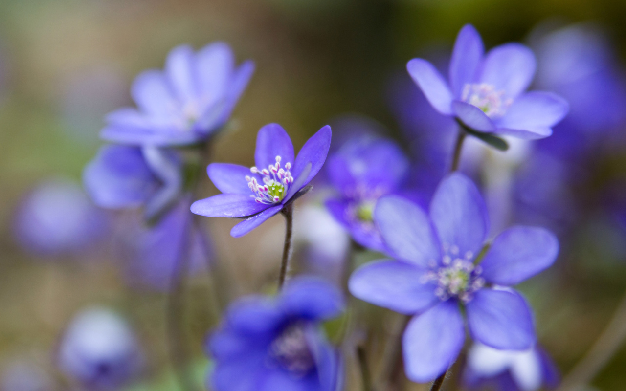 Цветы подснежники
