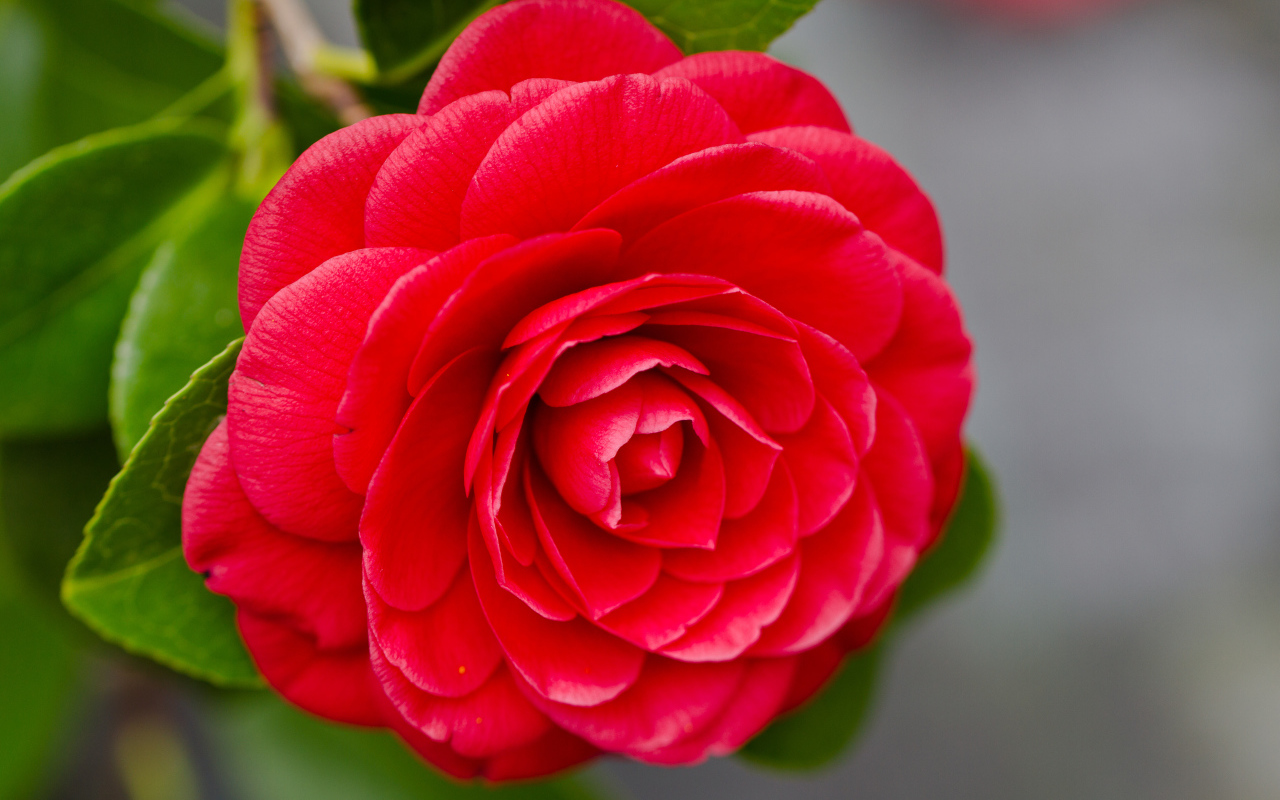 	   Red Camellia