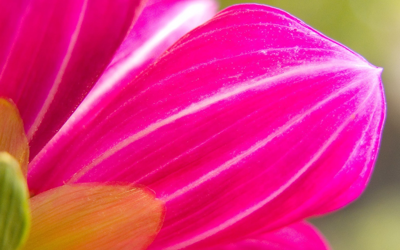 Розовый лепесток цветка