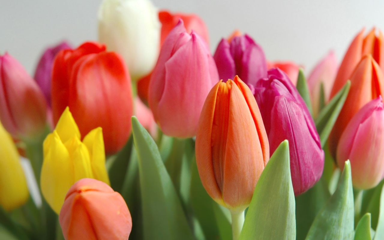 Весенние разноцветные тюльпаны