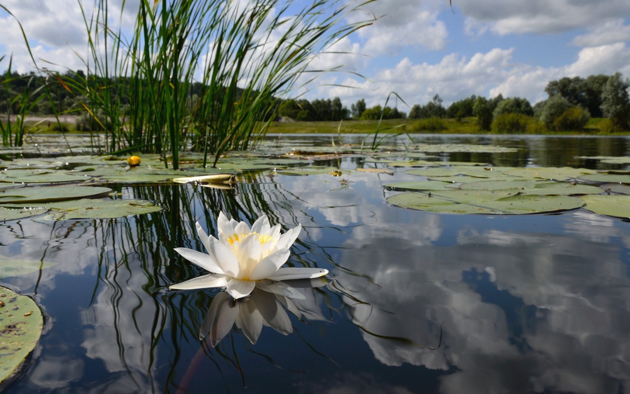 Цветок на воде