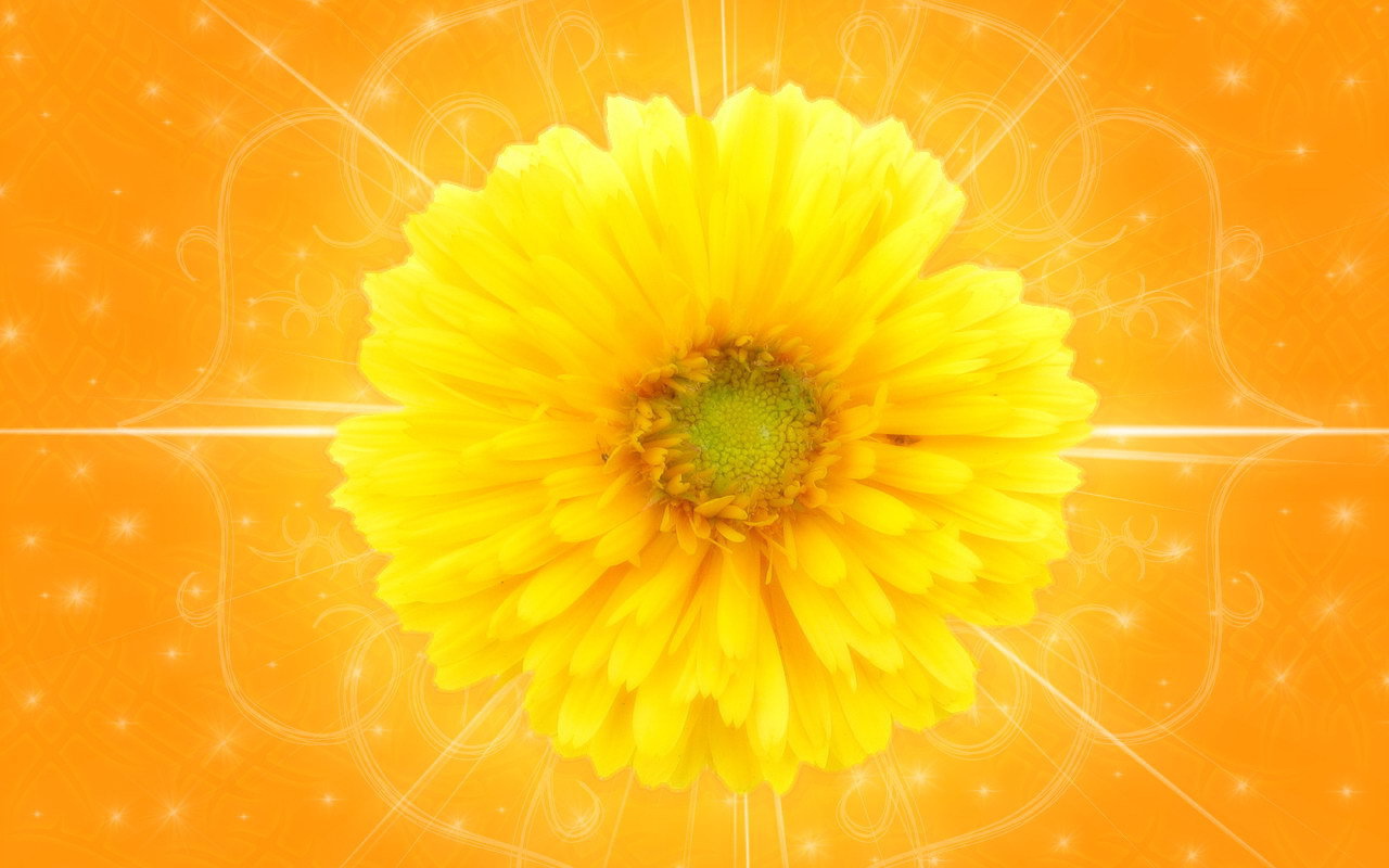 Желтый цветок на оранжевом фоне