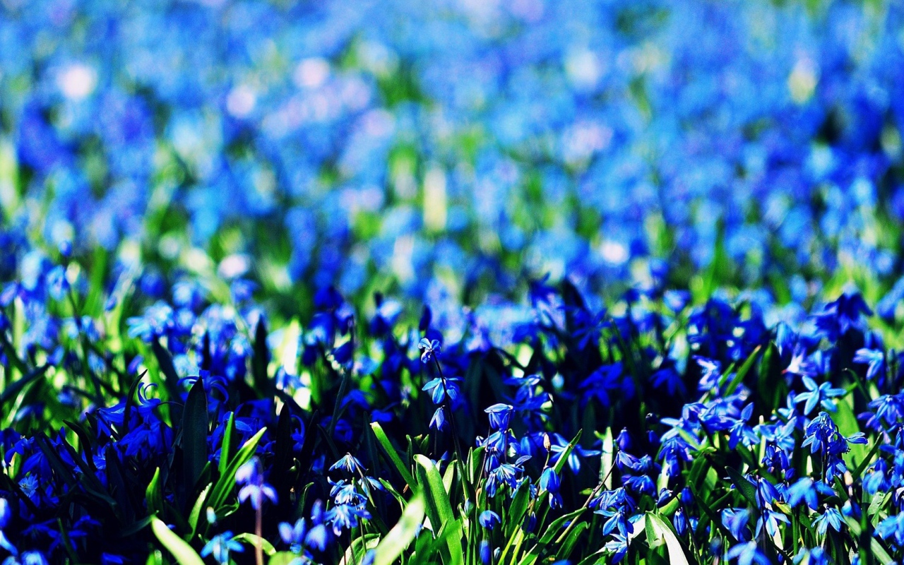 Васильковое море