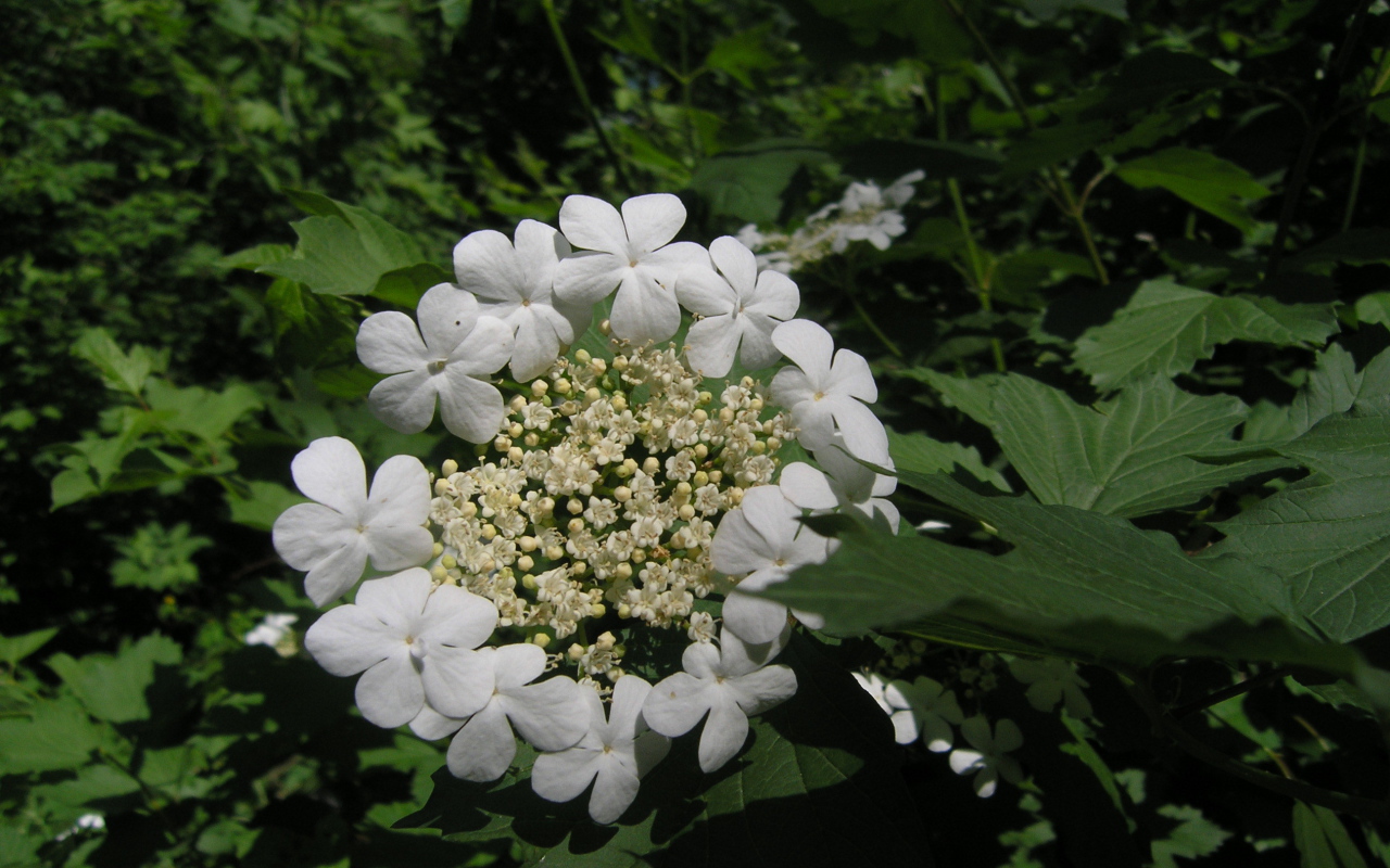 Растение резуха