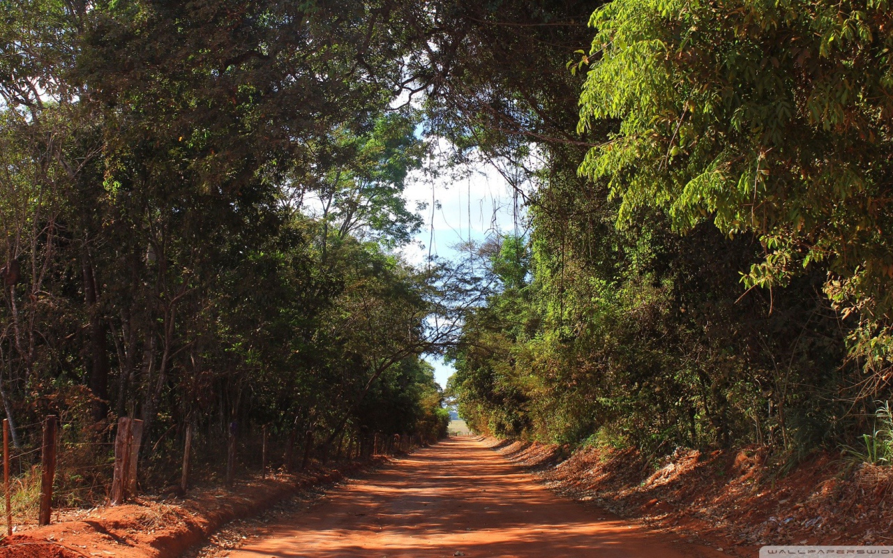 Аллея в лесу