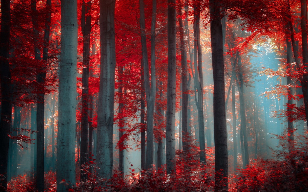 Осенний лес