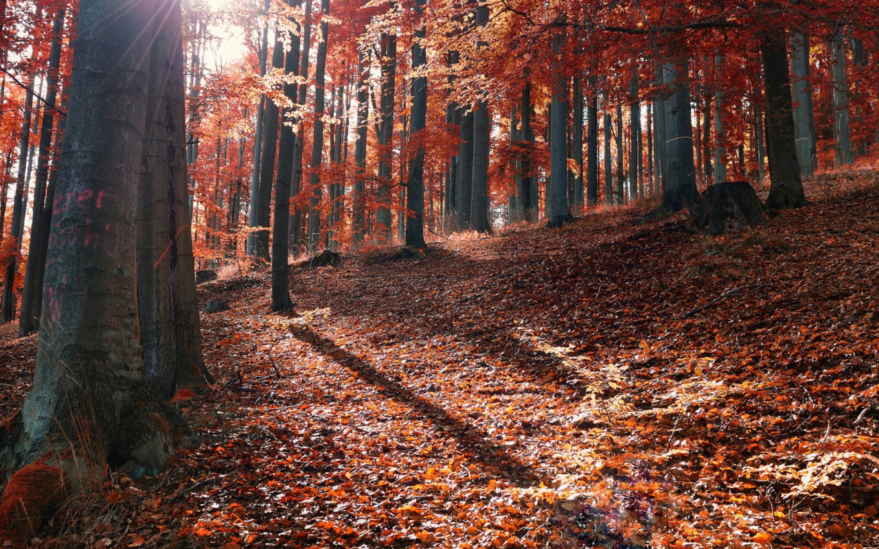 Осень в лесу