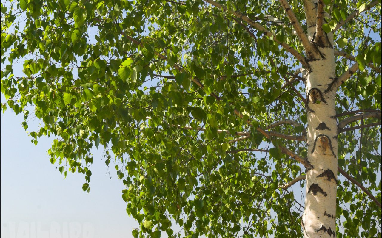 Береза на фоне неба