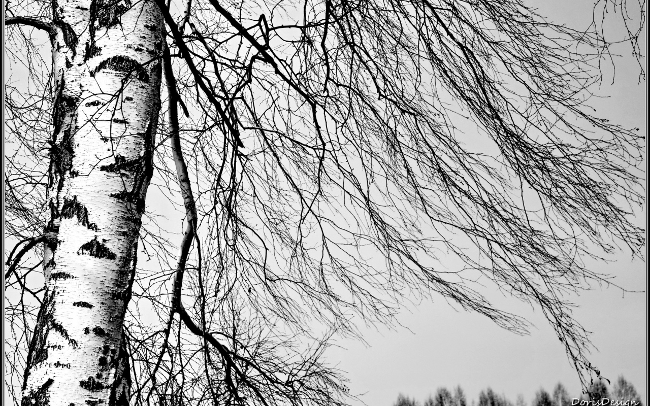 Береза зимой