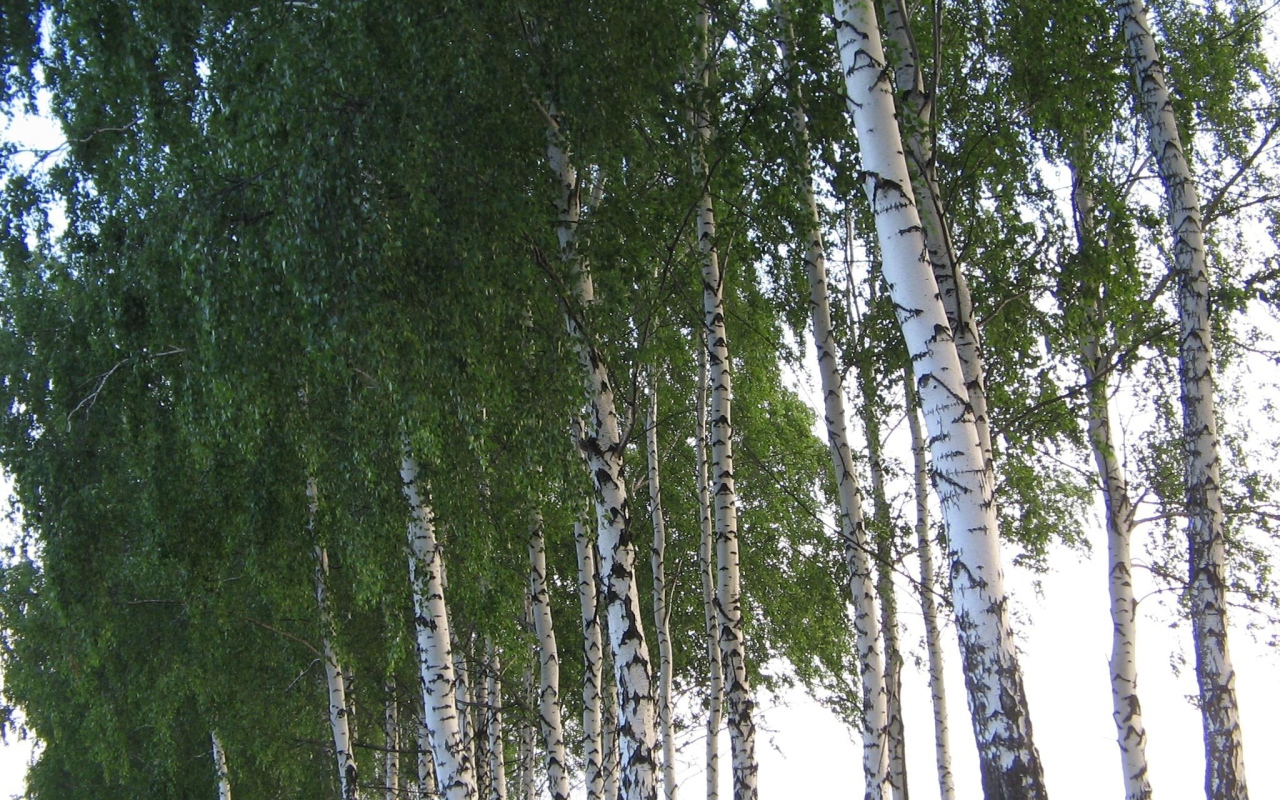 Кроны березовых деревьев