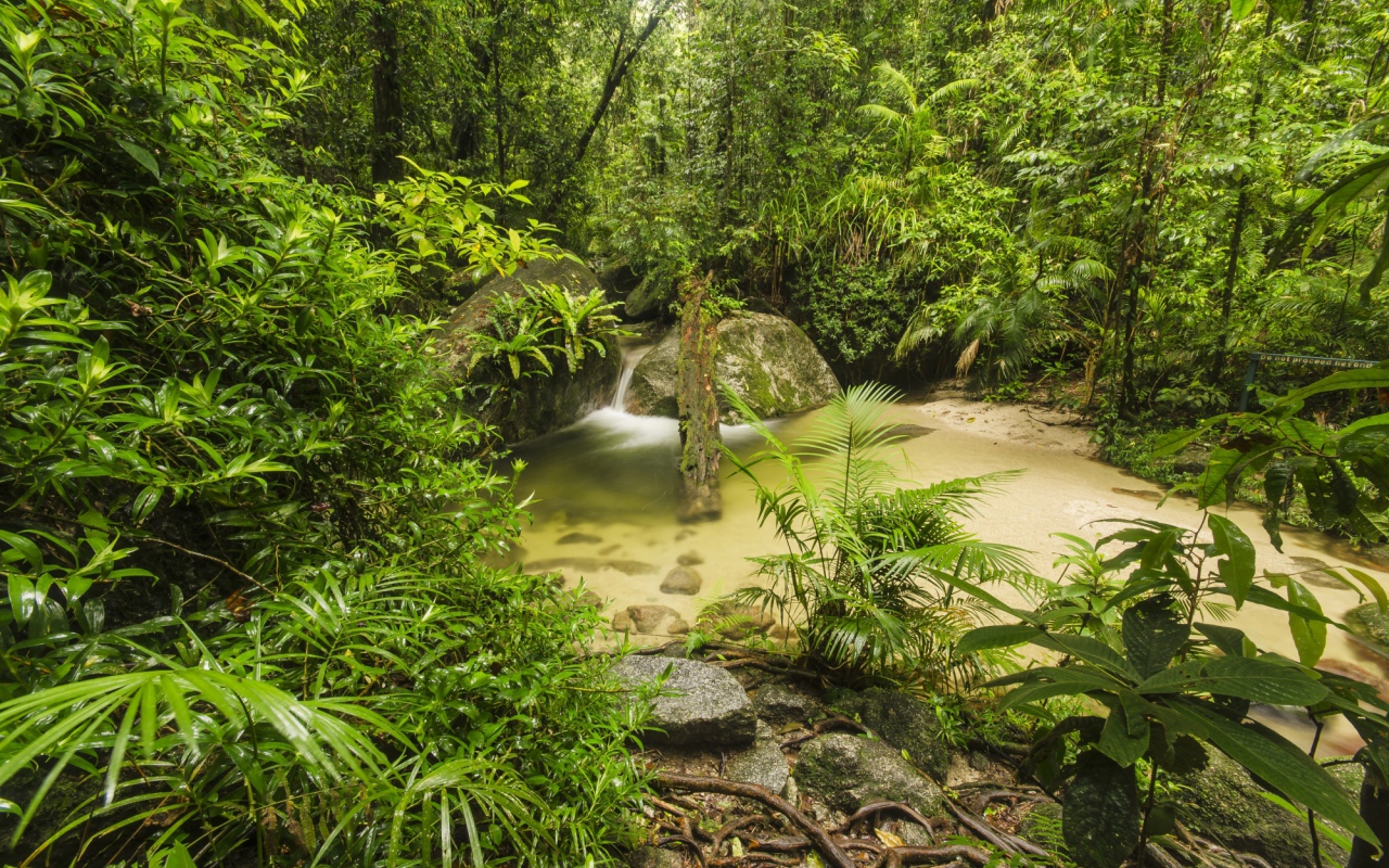 Густой тропический лес