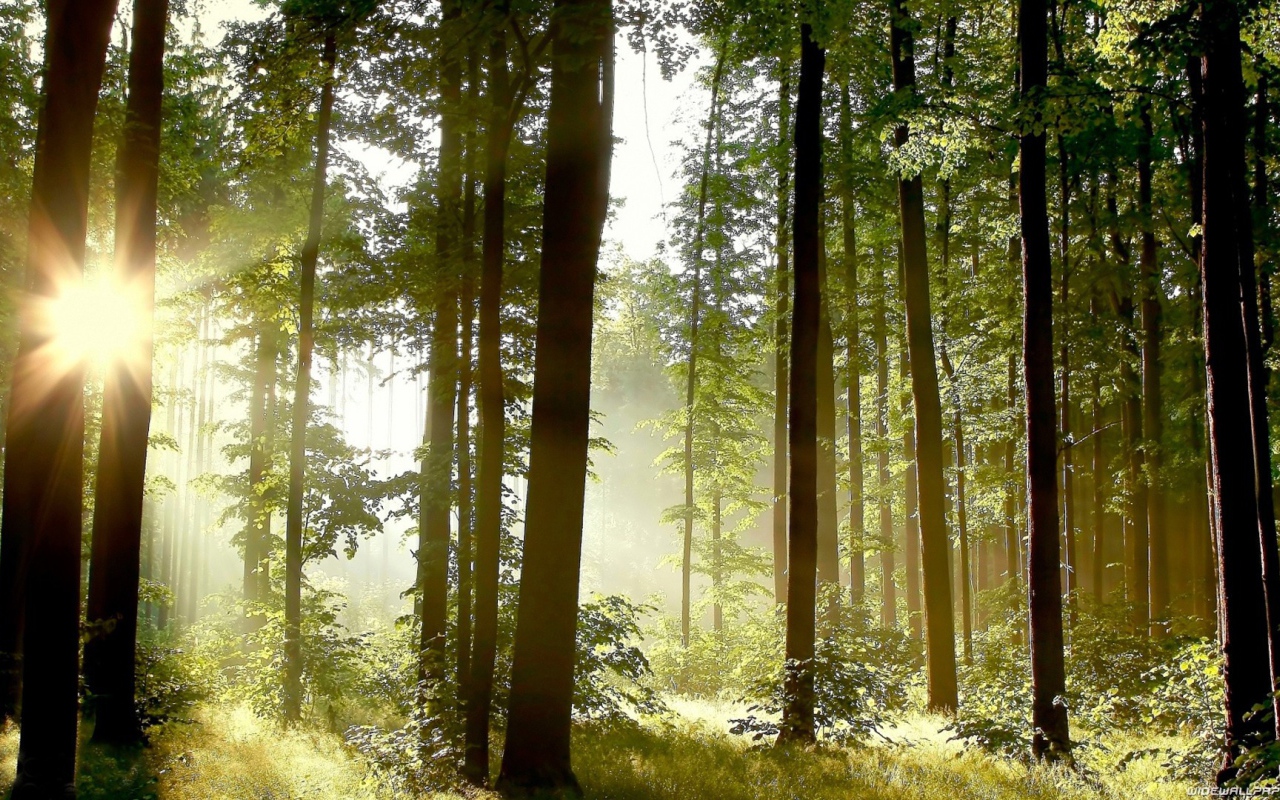 Утро в сосновом лесу