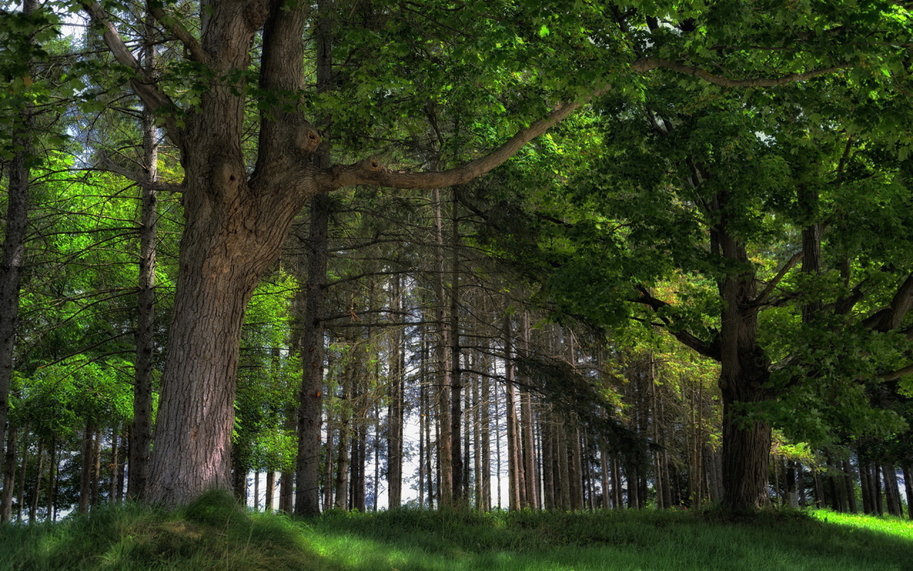 Дубовый лес