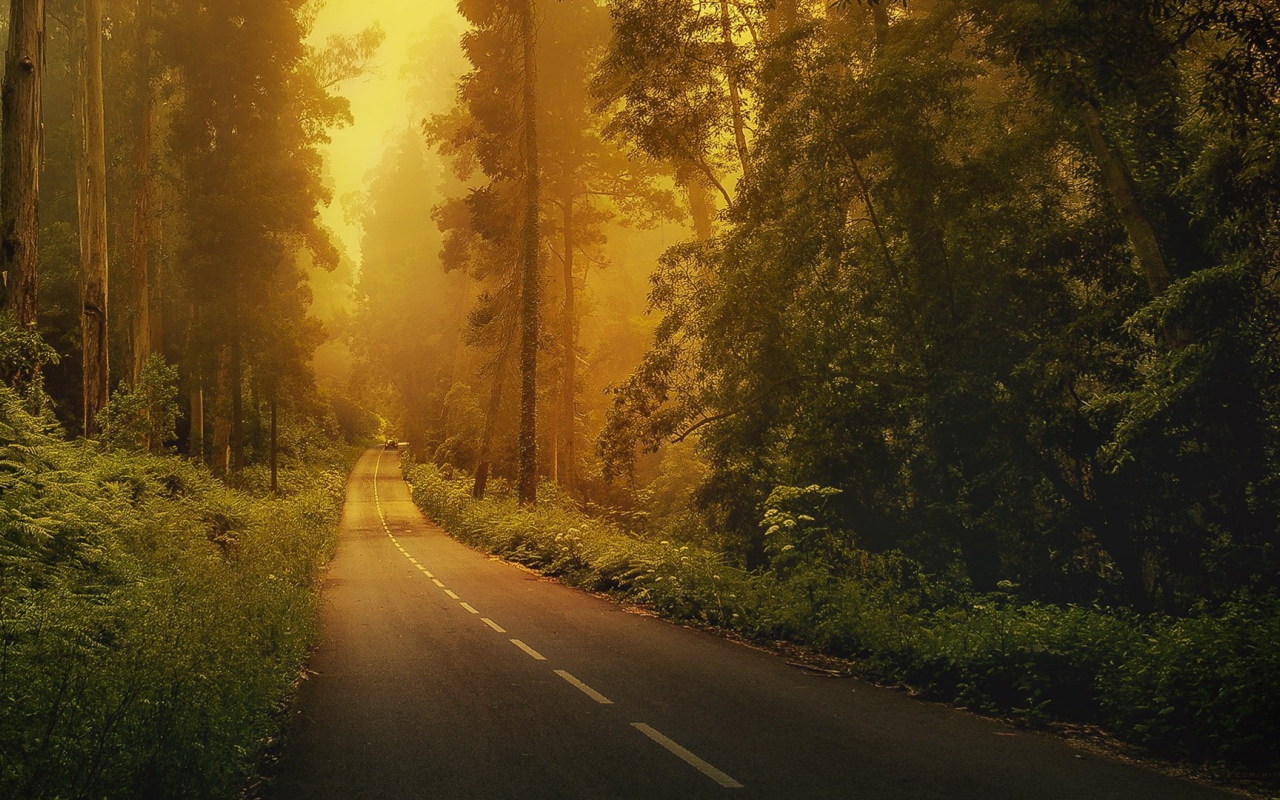 Дорога в лесу