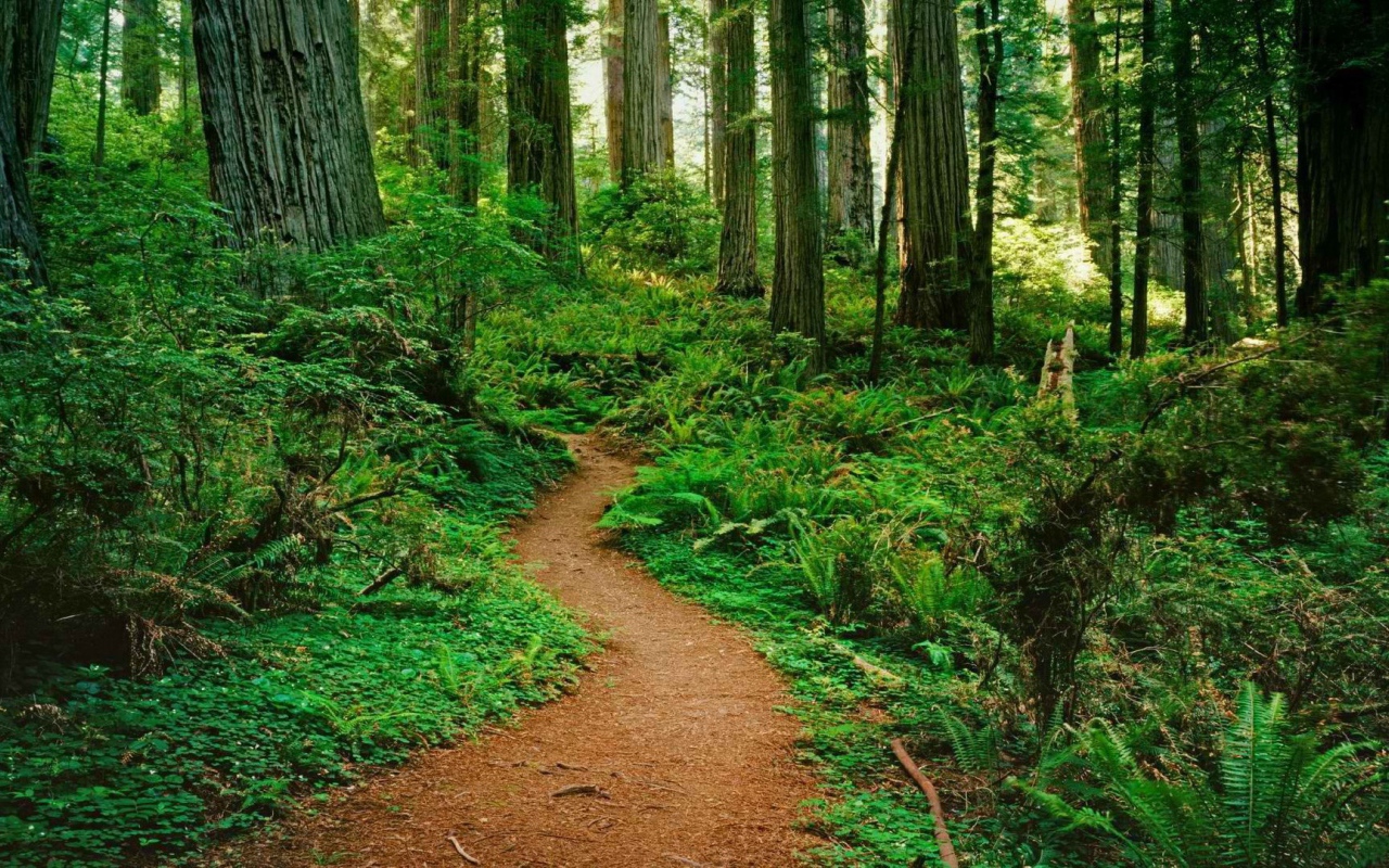 Тропинка в лесу