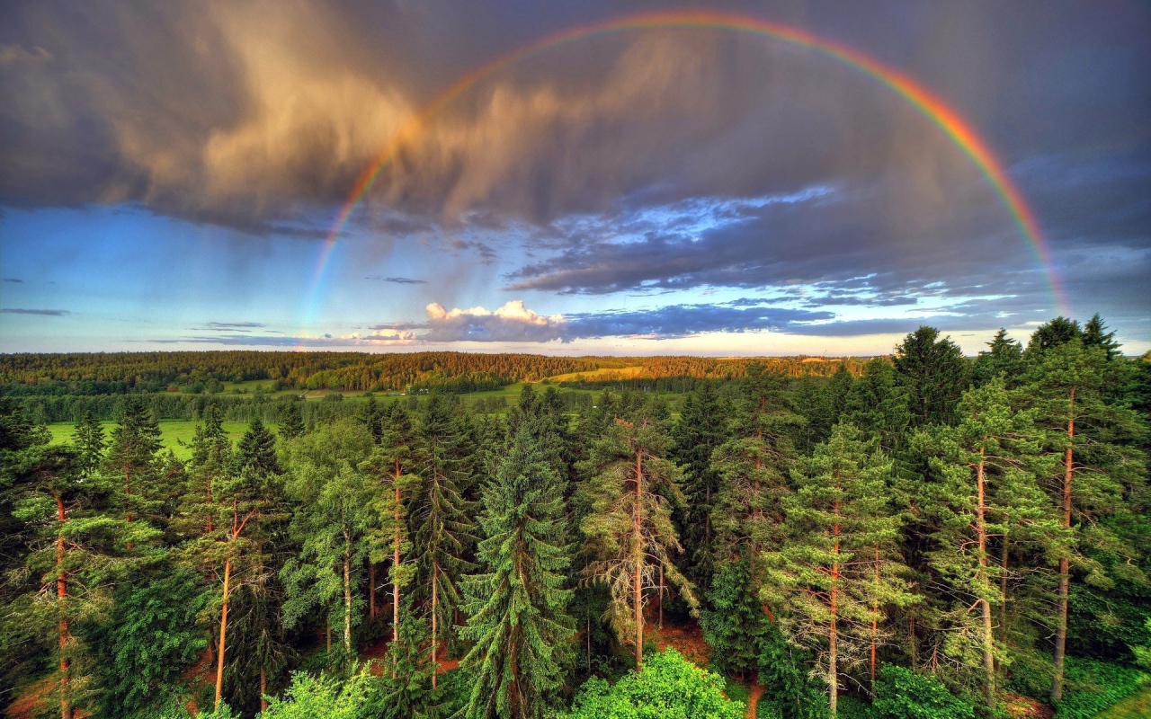 Радуга над лесом