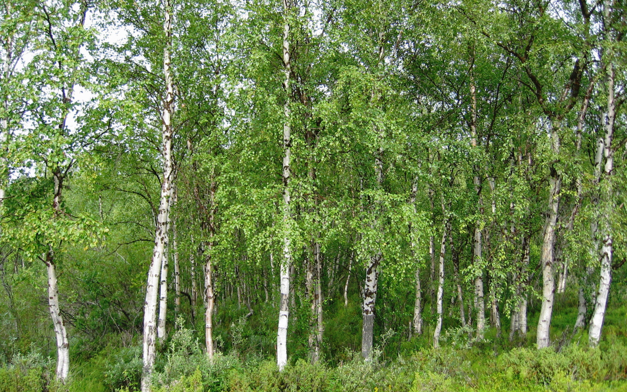 Летняя березовая роща