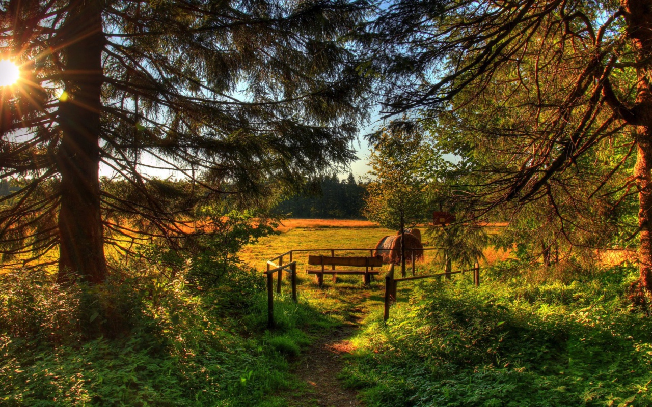 Летняя полянка