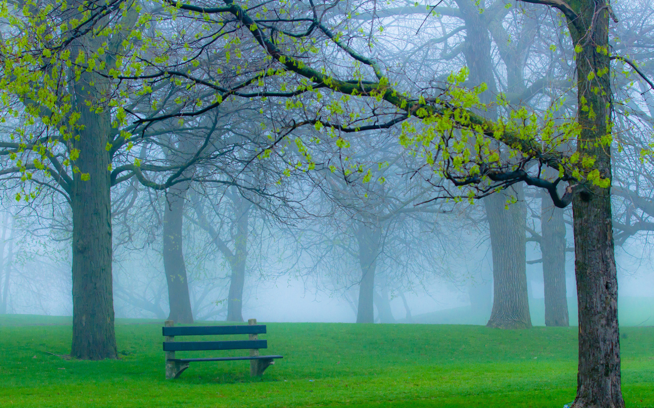 The bench in the misty Park