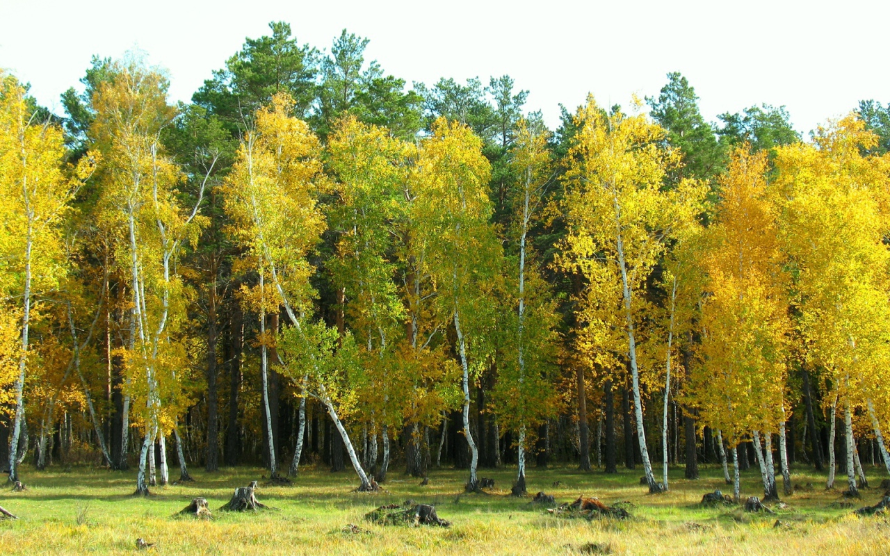 Березовый лес