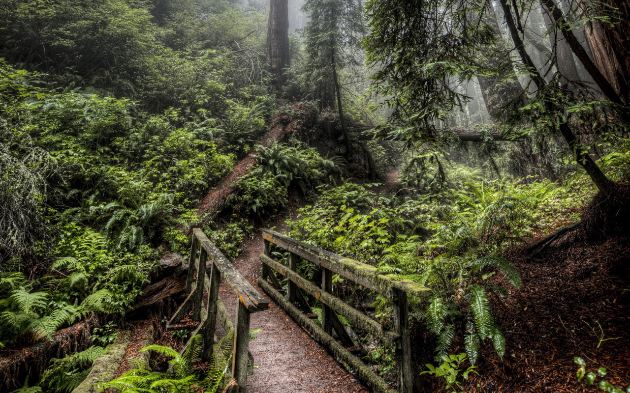 Деревянный мост в лесу