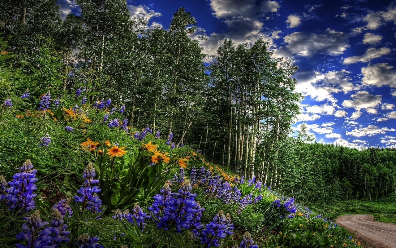 Цветы около дороги