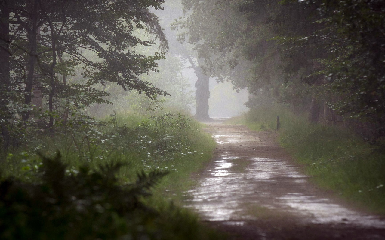 Мокрая дорога в лесу