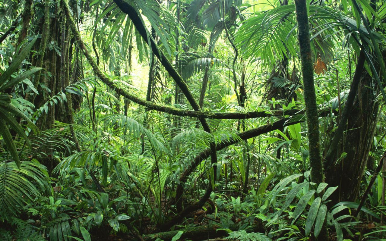 Тропические джунгли