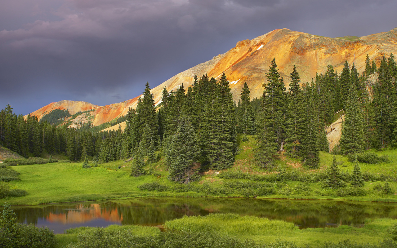 Еловый лес в долине