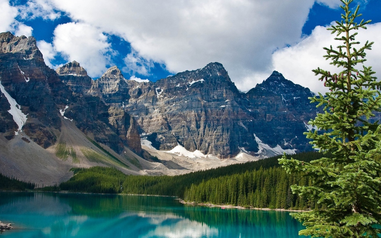 Ель на берегу озера