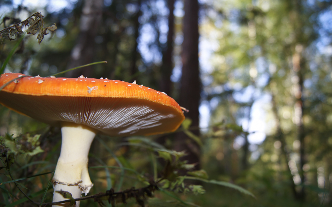 Большой гриб в лесу