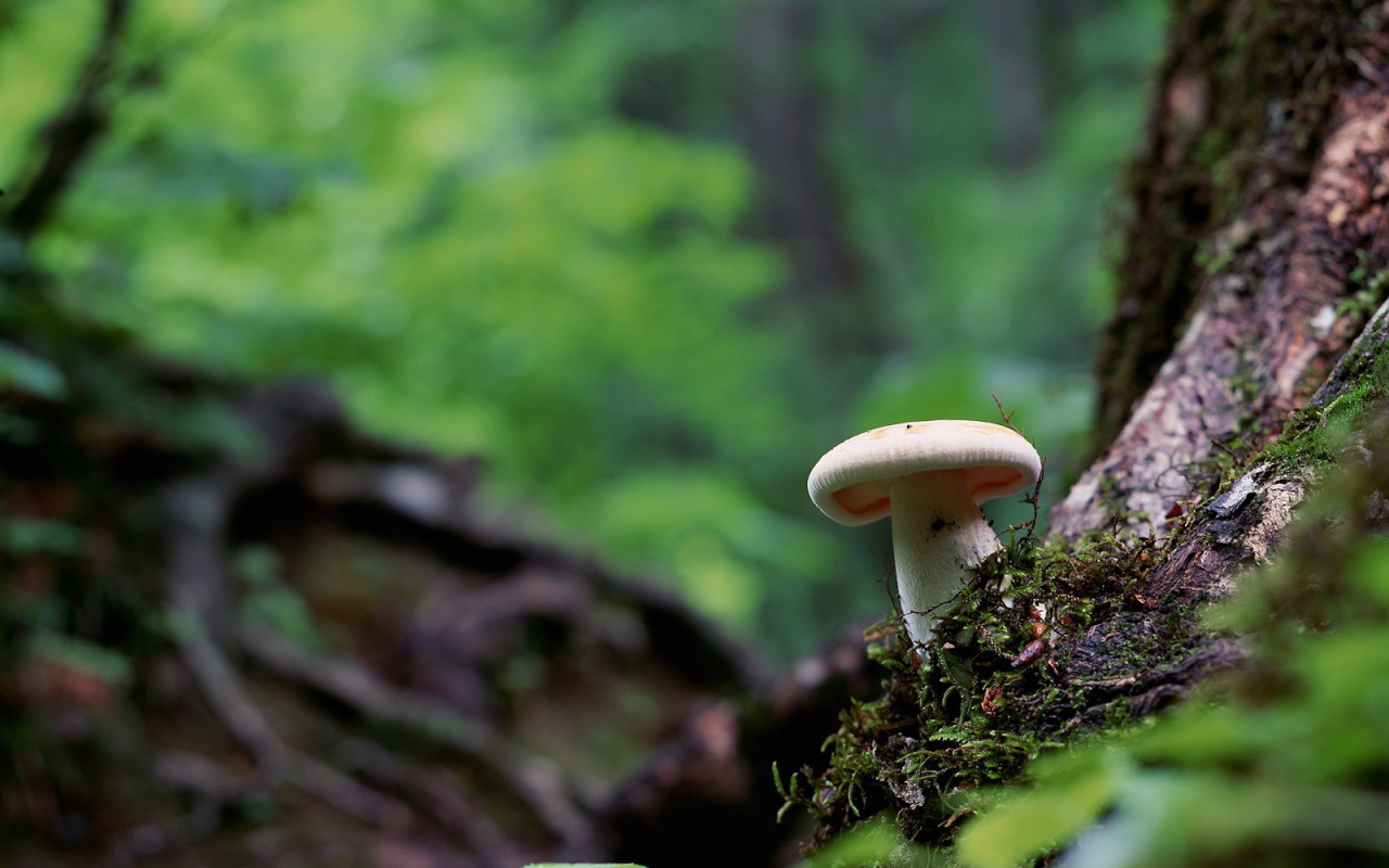 Белый гриб в лесу под деревом