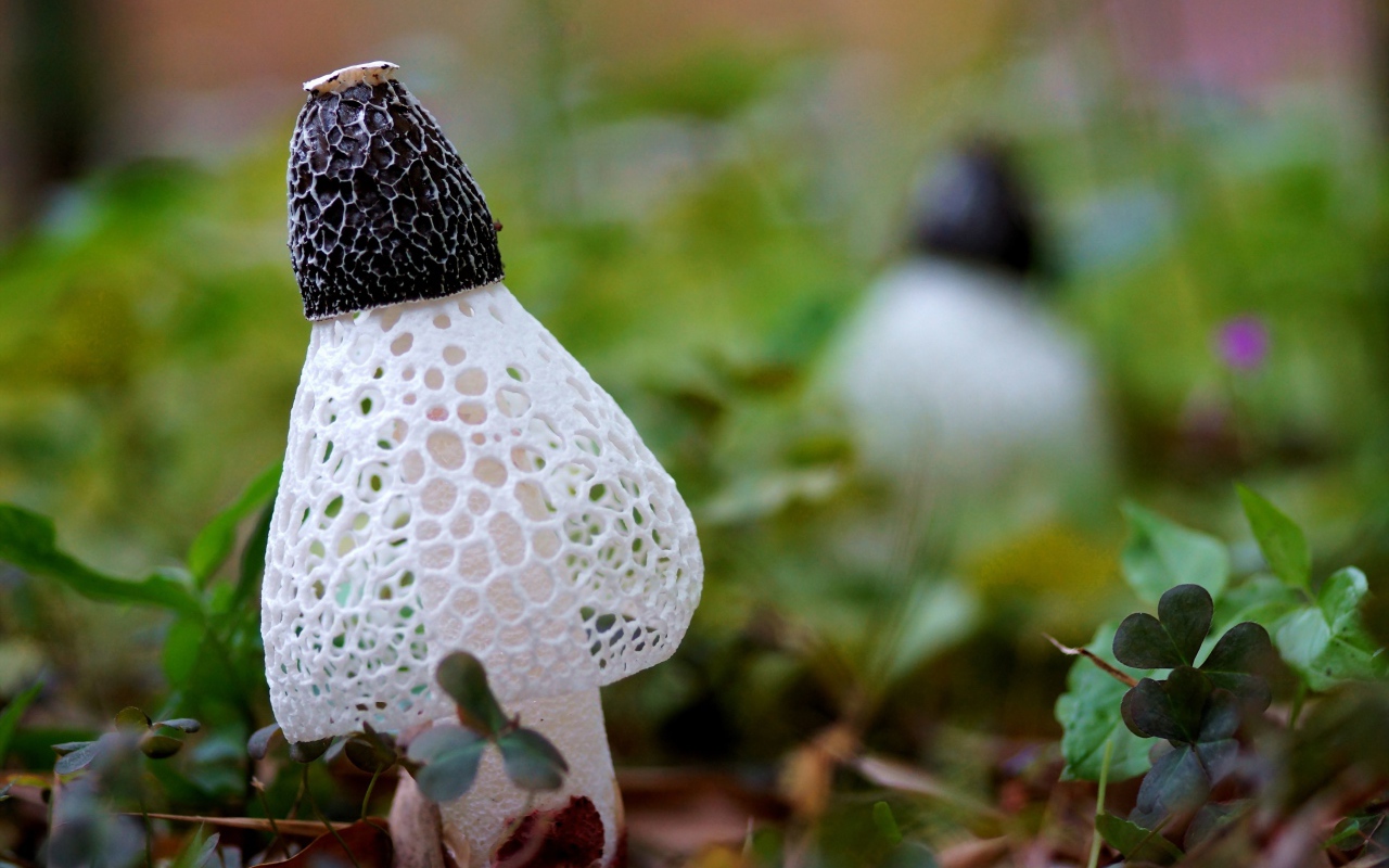 Сетчатые грибы