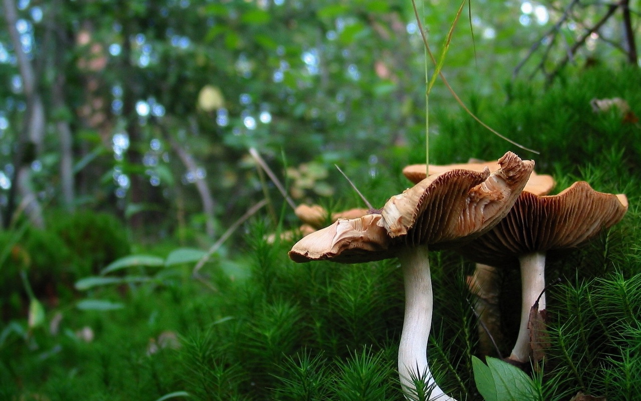 Грибы в лесном мохе