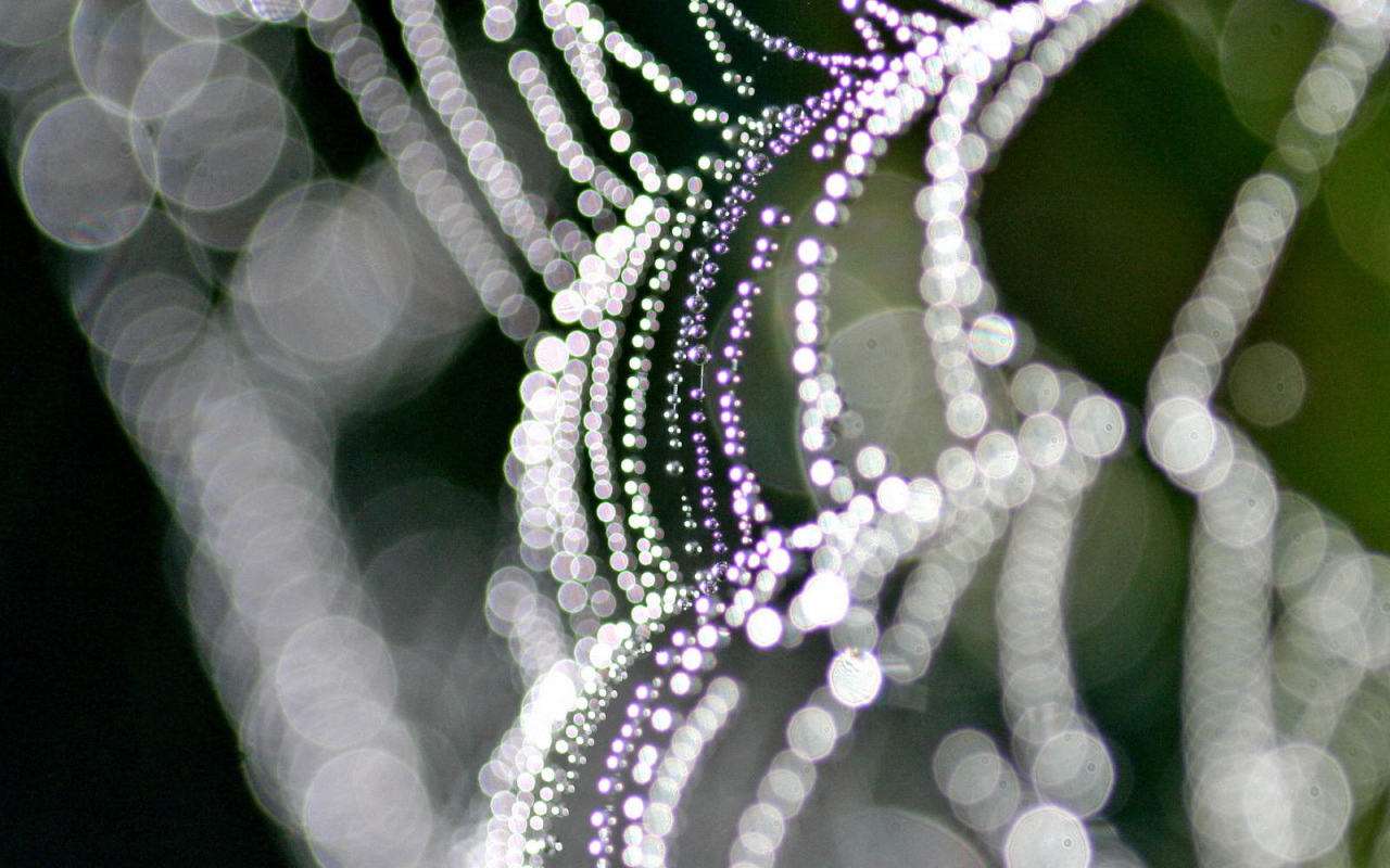 Паутина с каплями