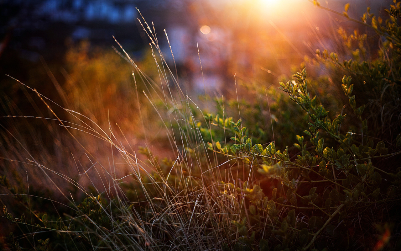 Луч солнца на траве