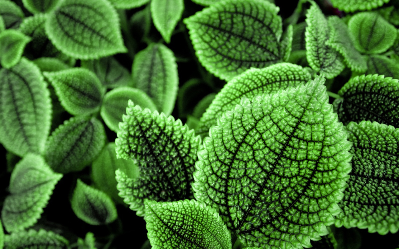 Прекрасные зеленые листья