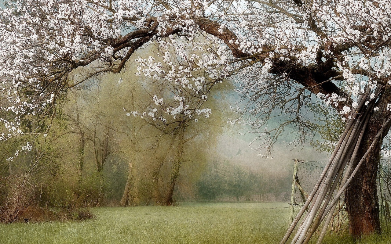 Цветущие деревья в саду