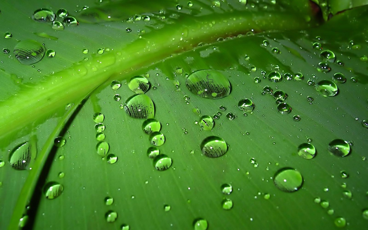 Зеленый лист с каплями воды