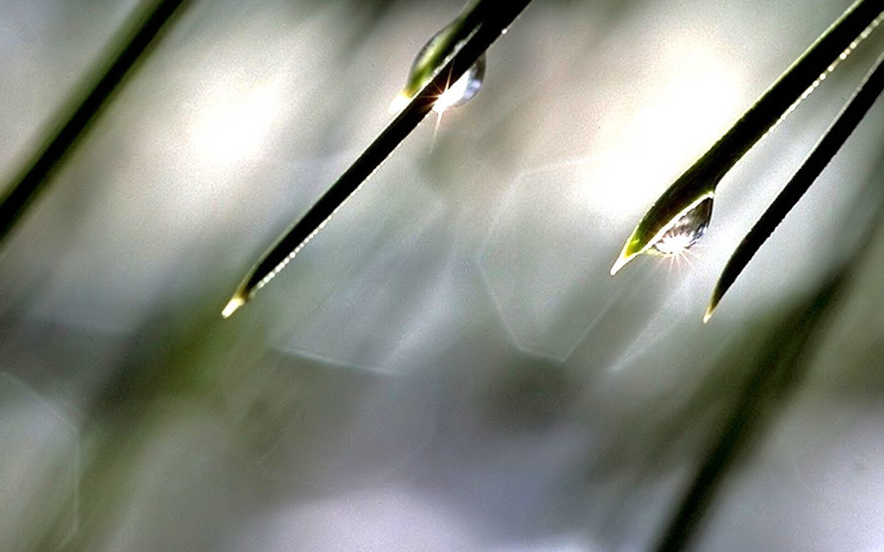 Солнце в каплях росы