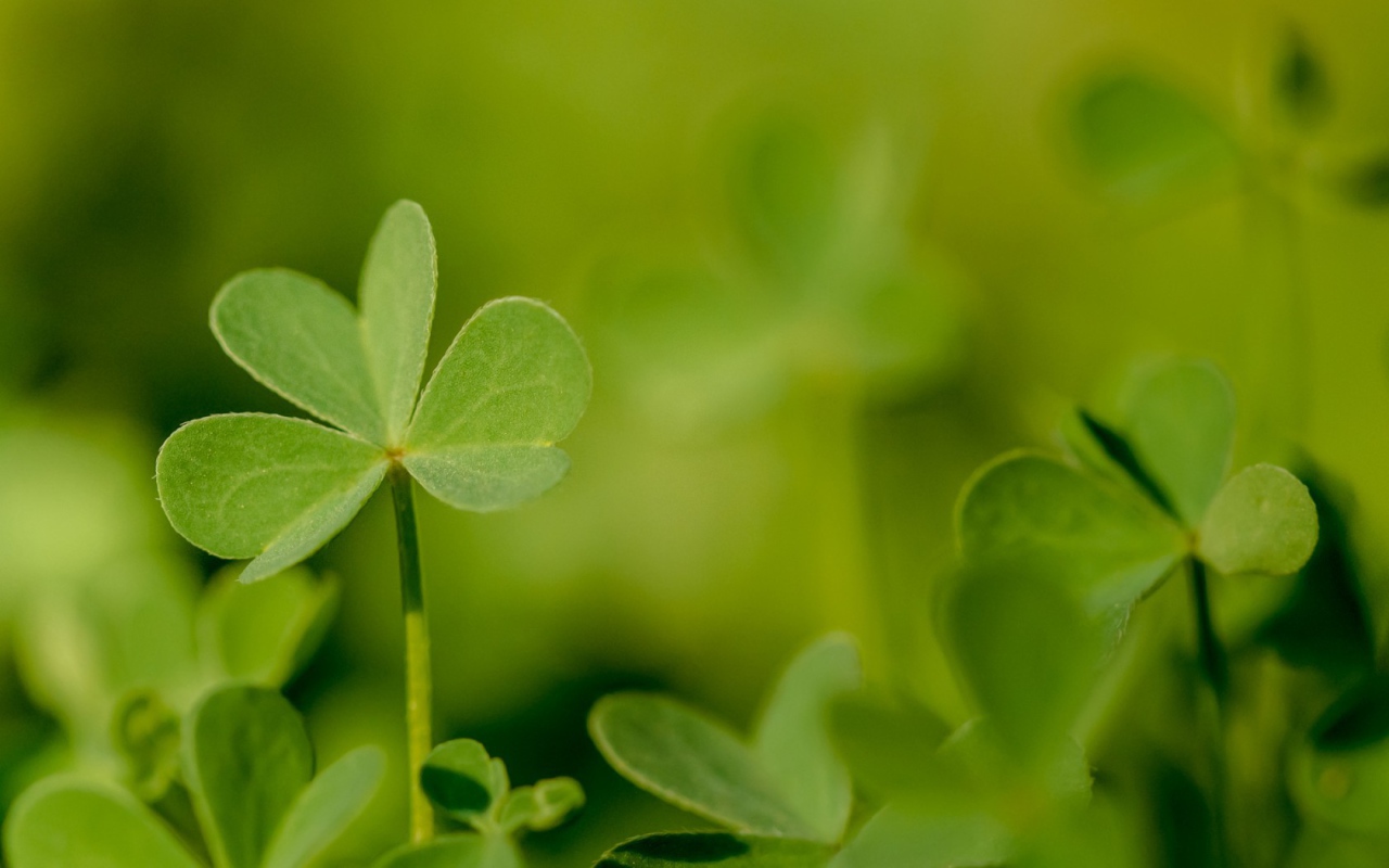 Молодой зеленый листик