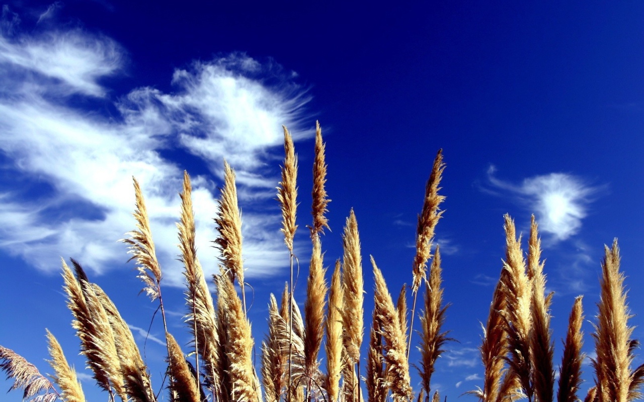Трава на фоне синего неба