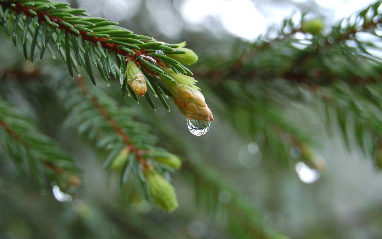 Весенние побеги