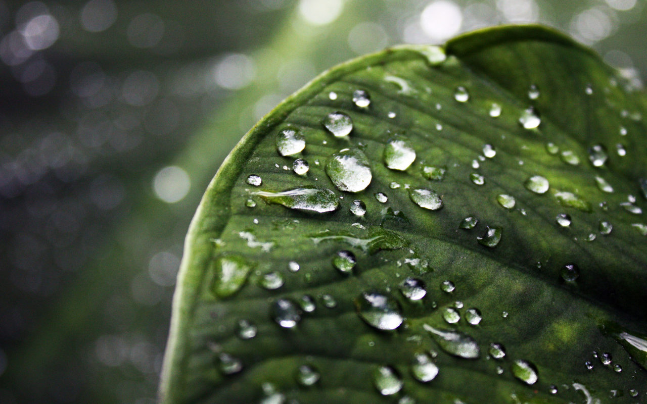 Лист с каплями воды