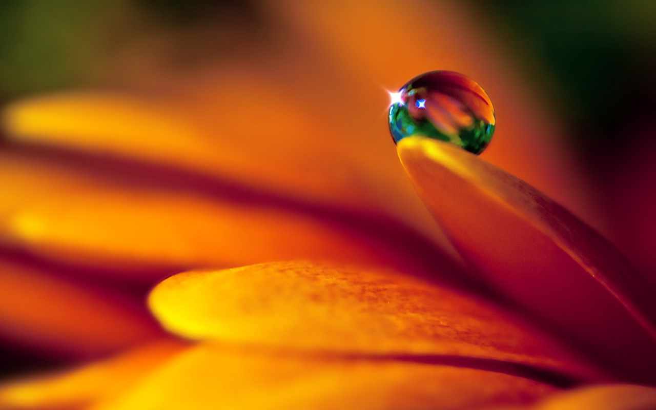 Капля на лепестке