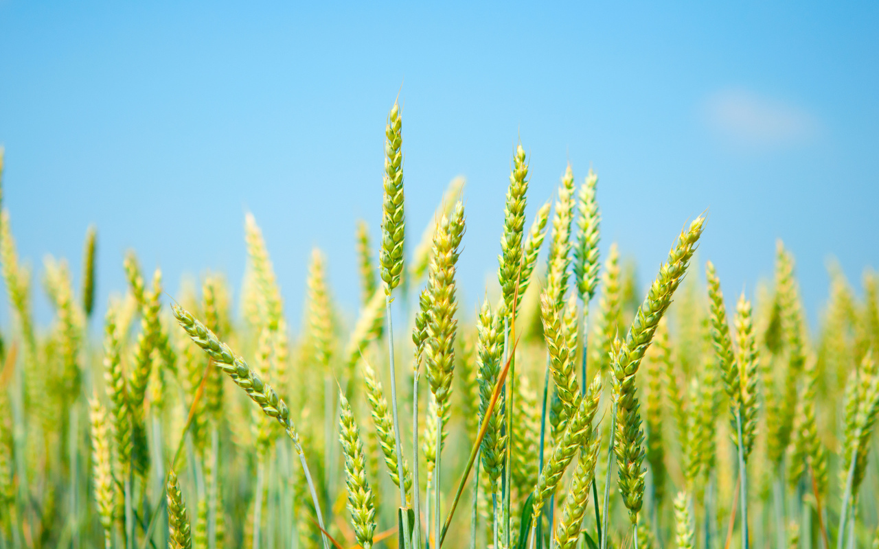 Колосья на фоне голубого неба