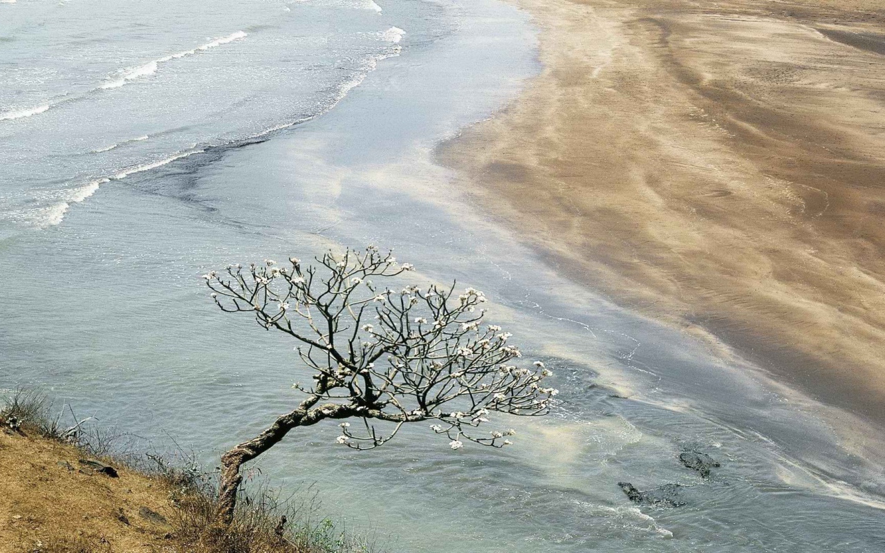 Цветущее дерево в Индии