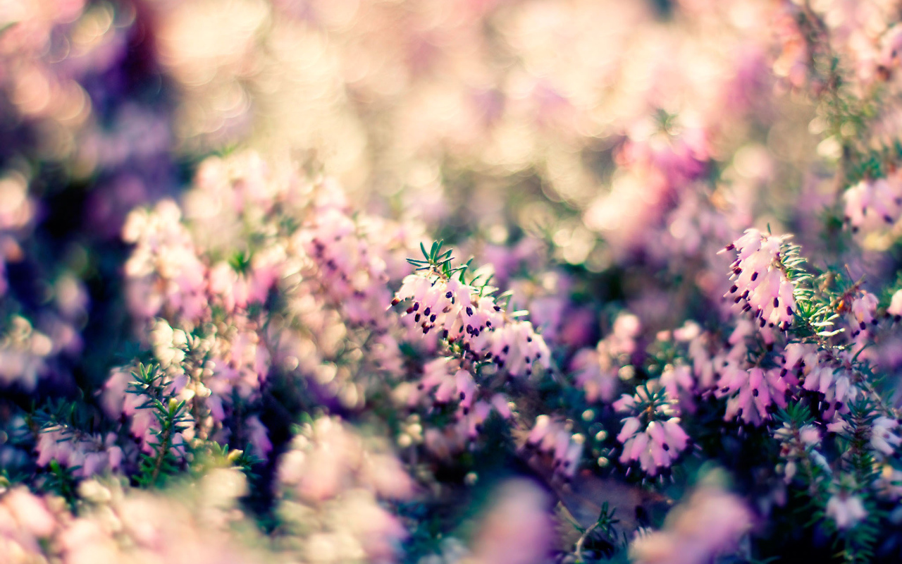 Растение с цветами