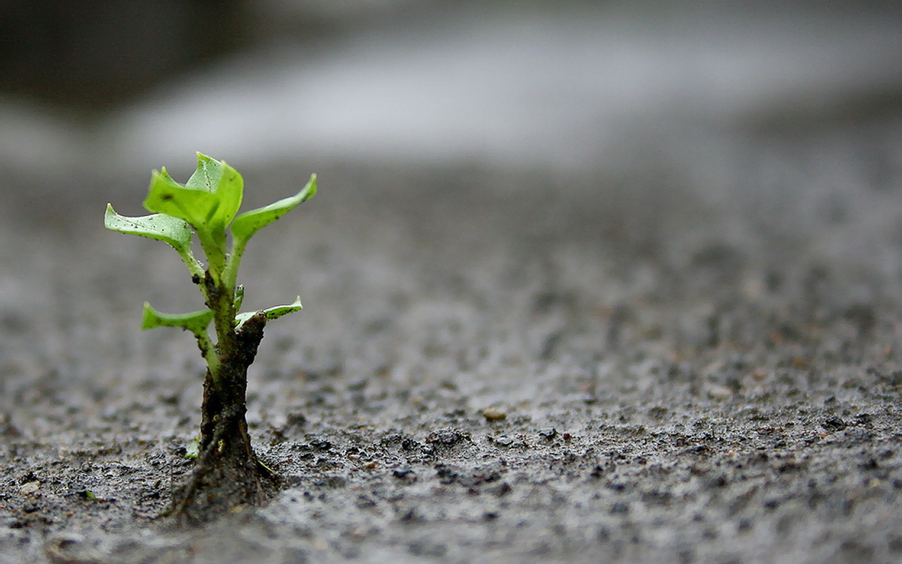Маленький зеленый росток