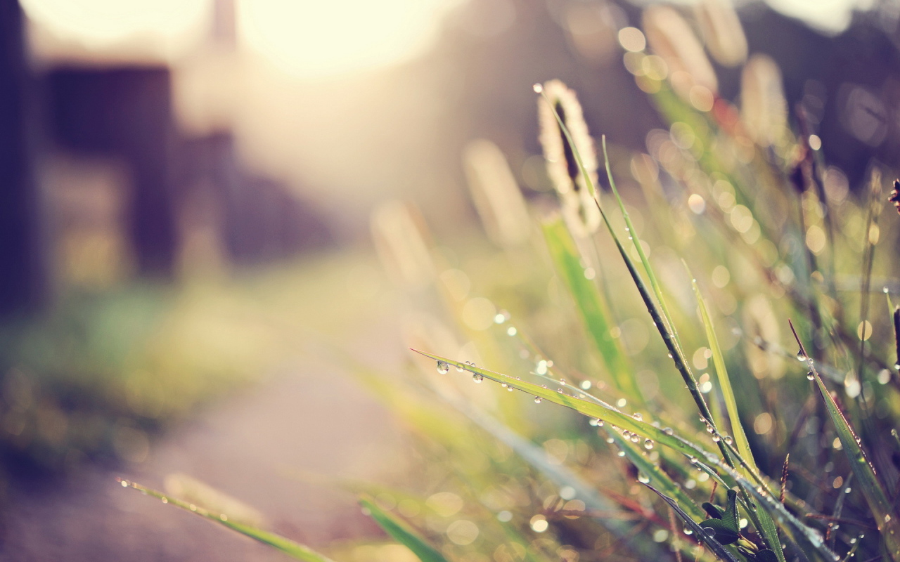 Капли воды на траве